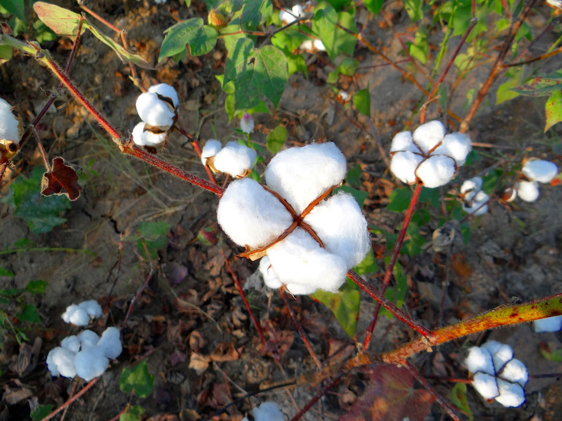 cotton plant